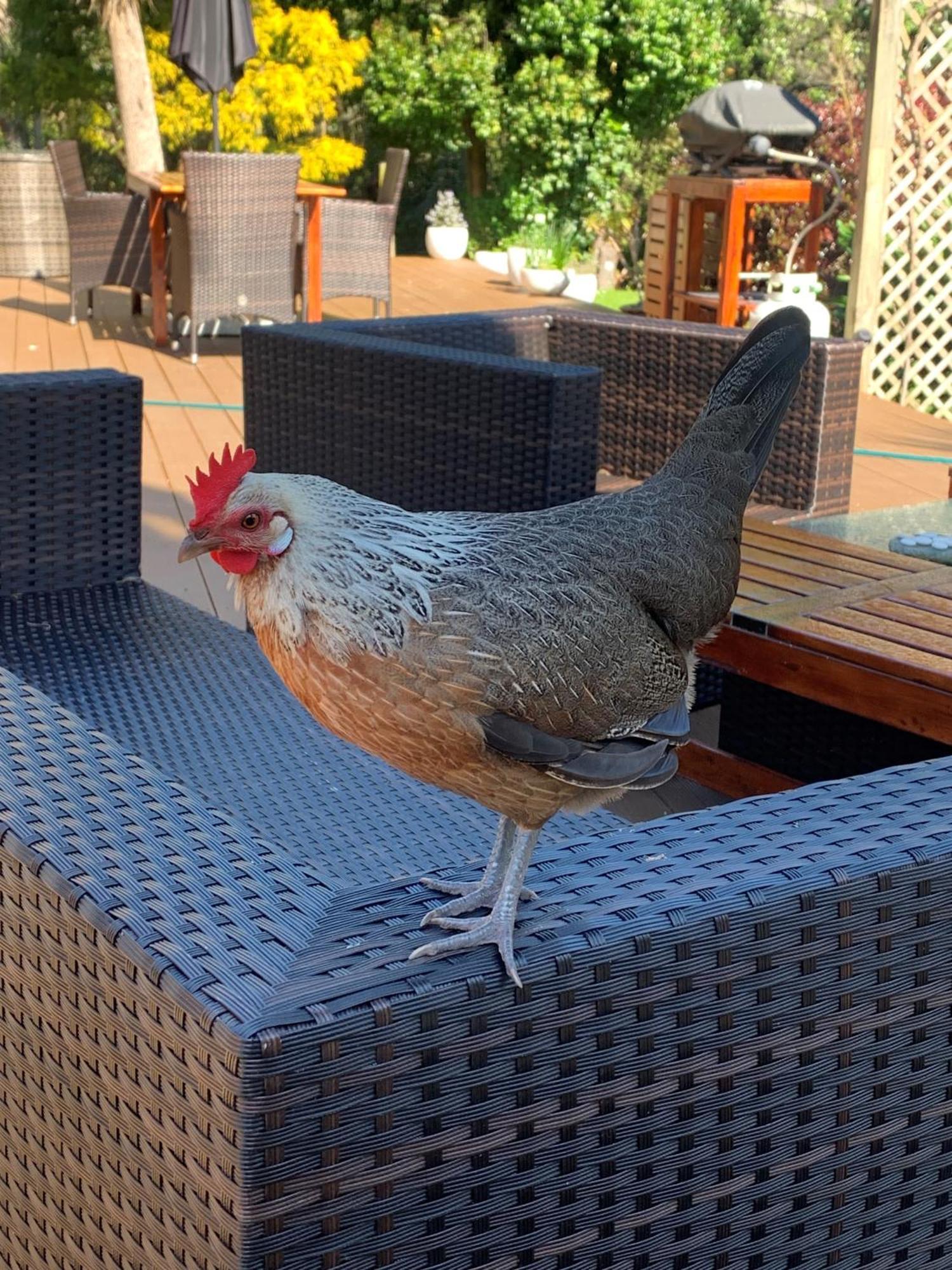 Private Guest Wing - Durie Vale Lodge Whanganui Buitenkant foto